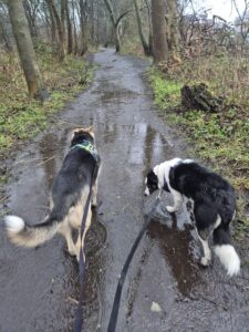 Walking dogs in the rain