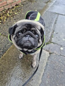 A soggy pug in a raincoat
