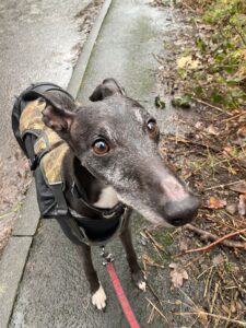 Walking dogs in the rain